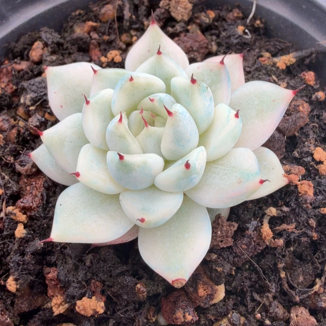 妲己锦腹轮锦一刻的