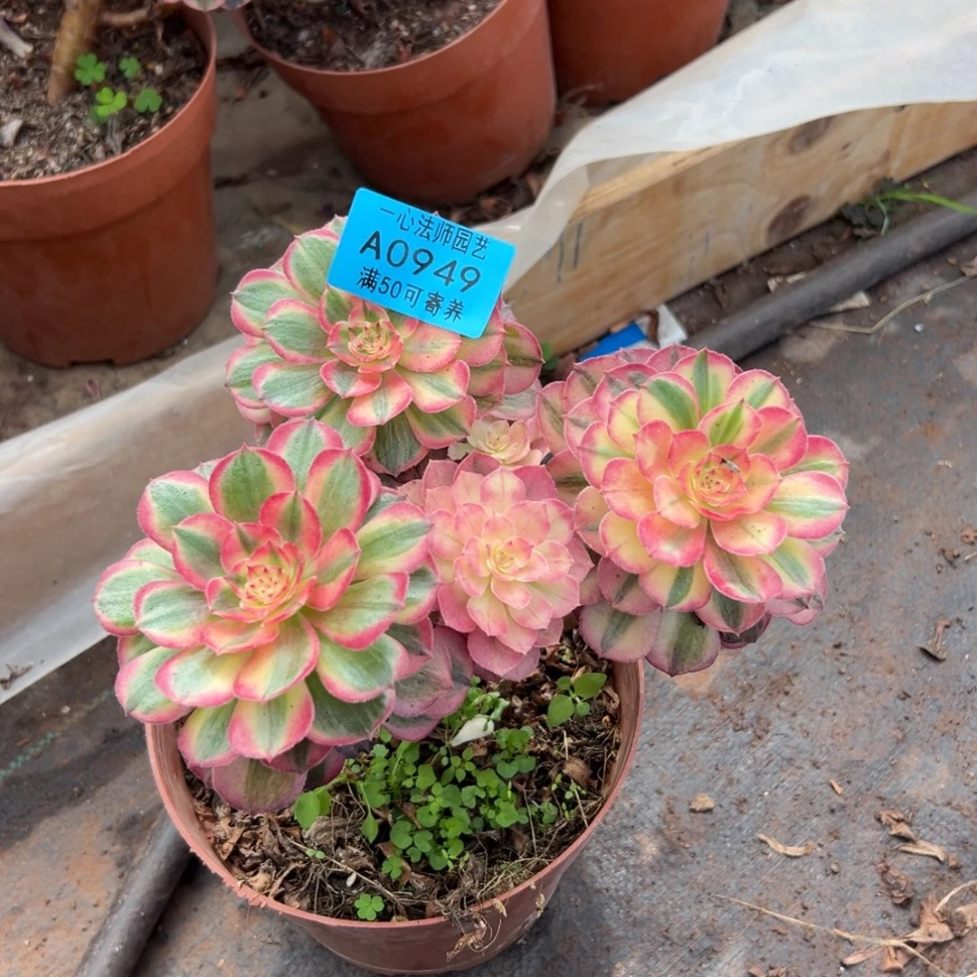 0949多肉植物海神