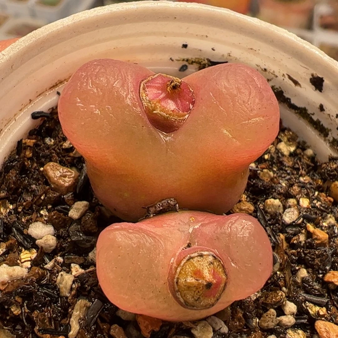 024多肉植物百科