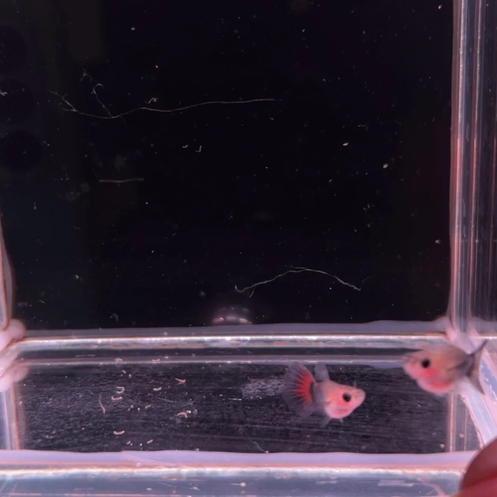 孔雀鱼红尾礼服玻璃猫1对