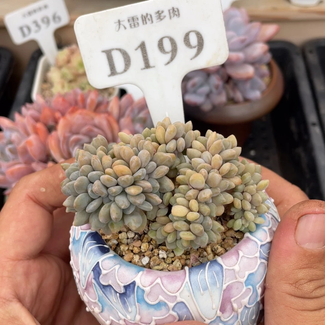 199醉美人缀不带盆7厘米