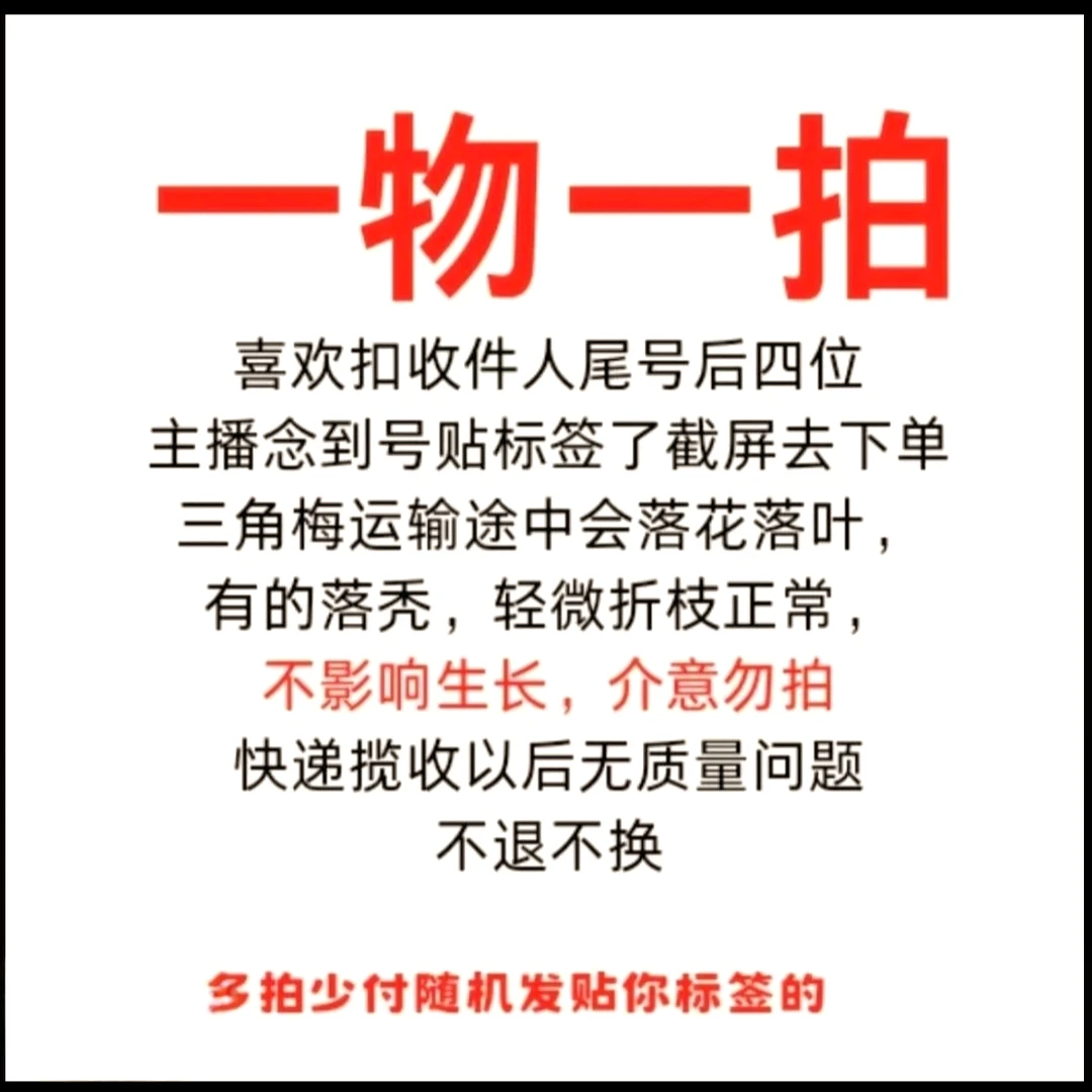 (一物一拍)原盆原土 落花落叶折枝断枝不售后 介意慎拍