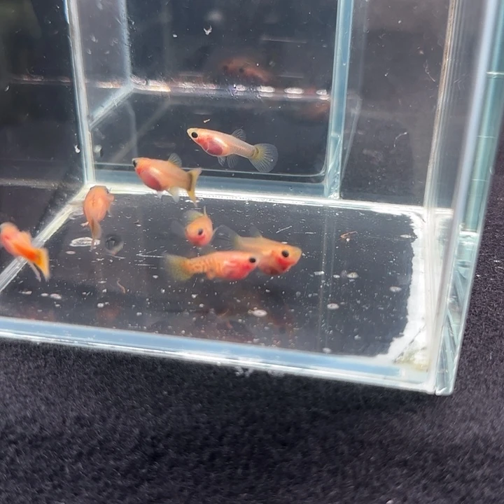 黄金玻璃猫小鱼苗4对8条