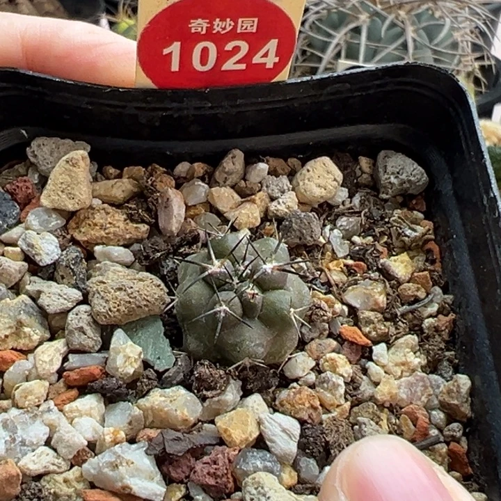 实生黑刺龙爪球1.7cm