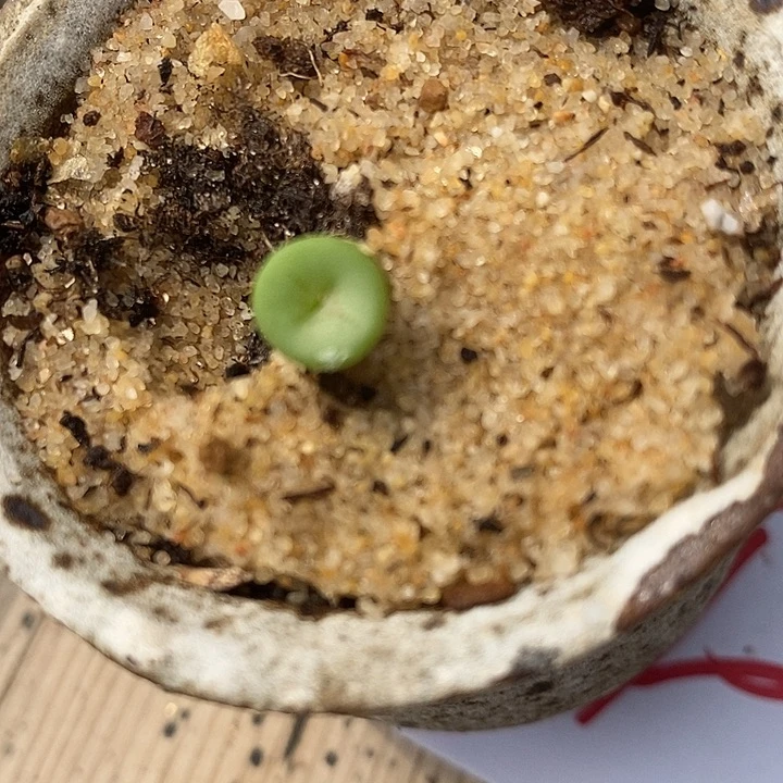 241十字纽扣一颗