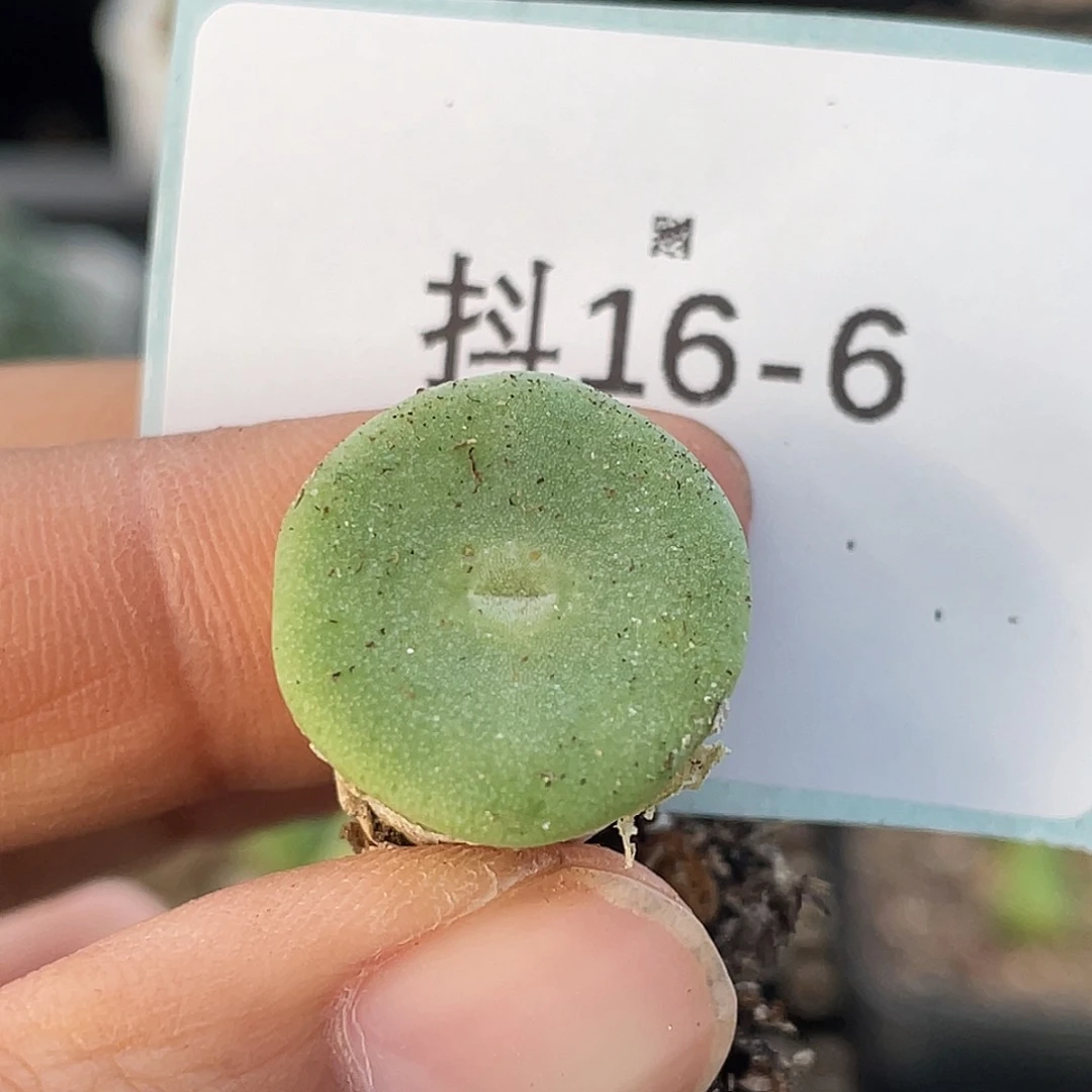 16-6毛钮扣多肉植物