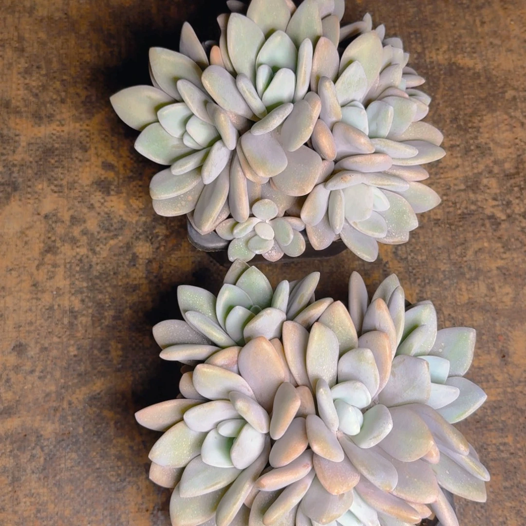 啦啦奶多肉1111111111