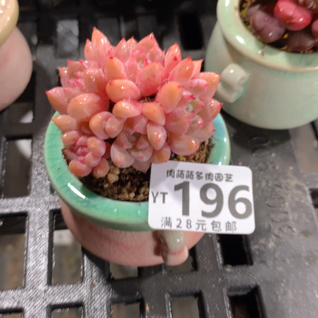 肉萌萌拇指盆精控多肉YT196