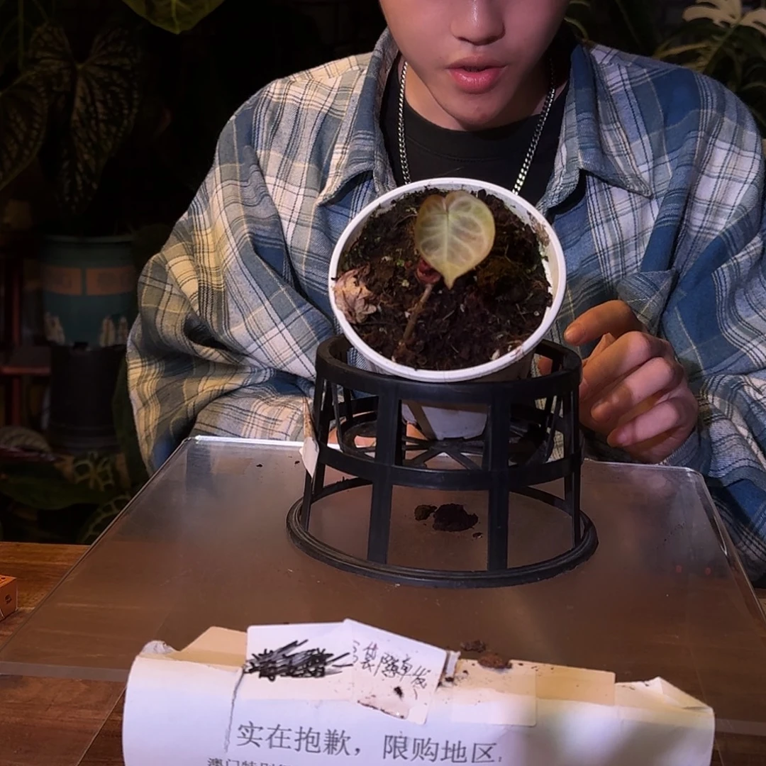 不开花植物D135白月光