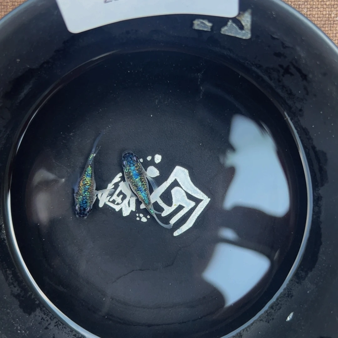 青鳉鱼615.海王星球一对