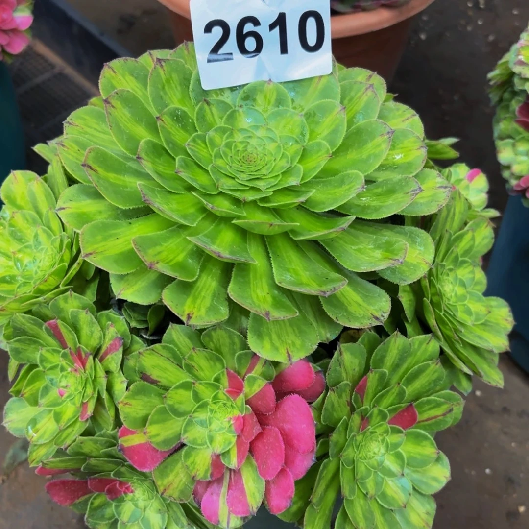 2610多肉植物知否
