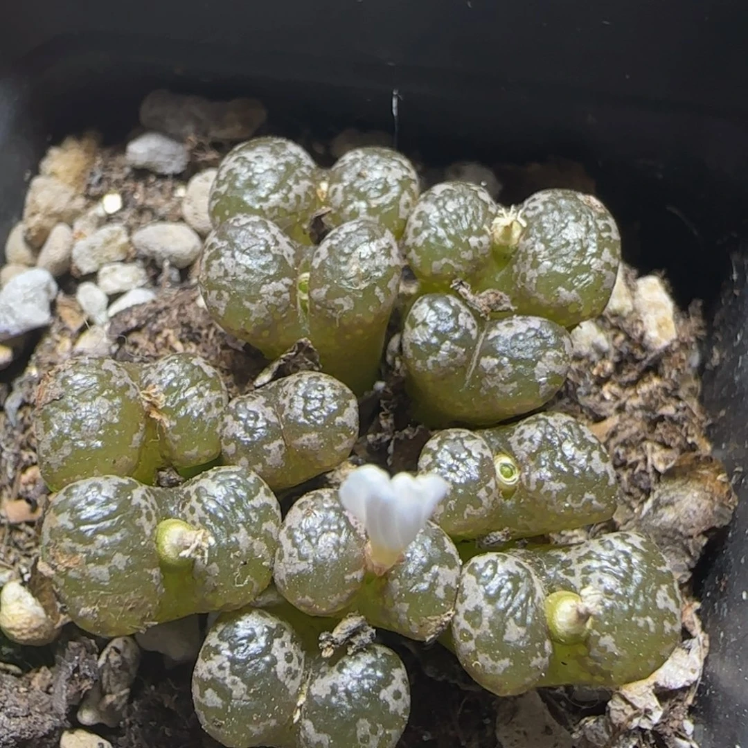 泡泡漂亮多肉植物20