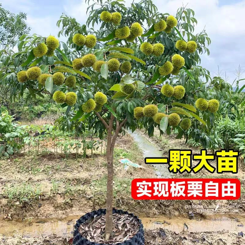 特大王中王板栗树苗新品种嫁接果树苗南北方种植