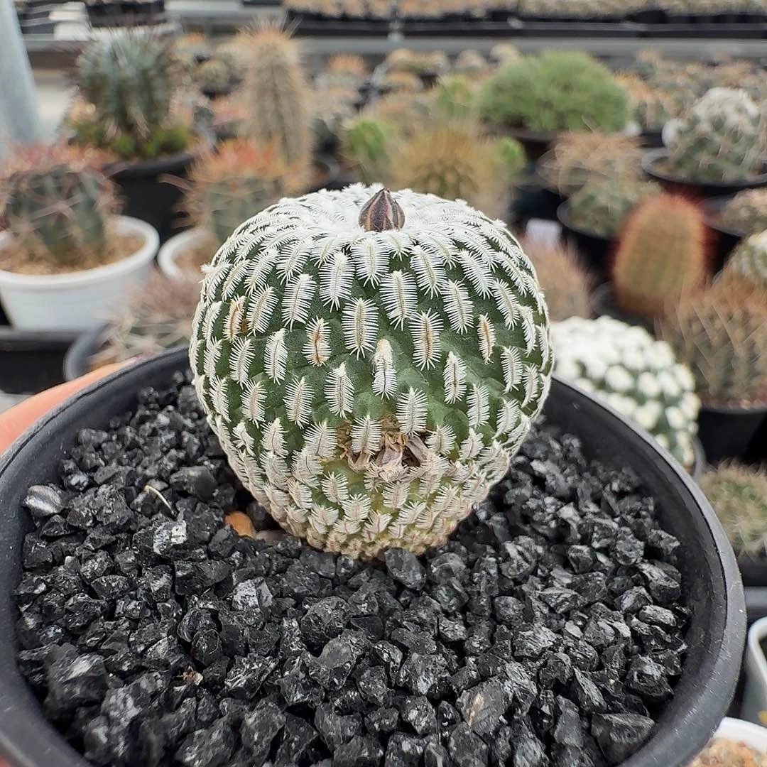 实生精巧殿微瑕不售后