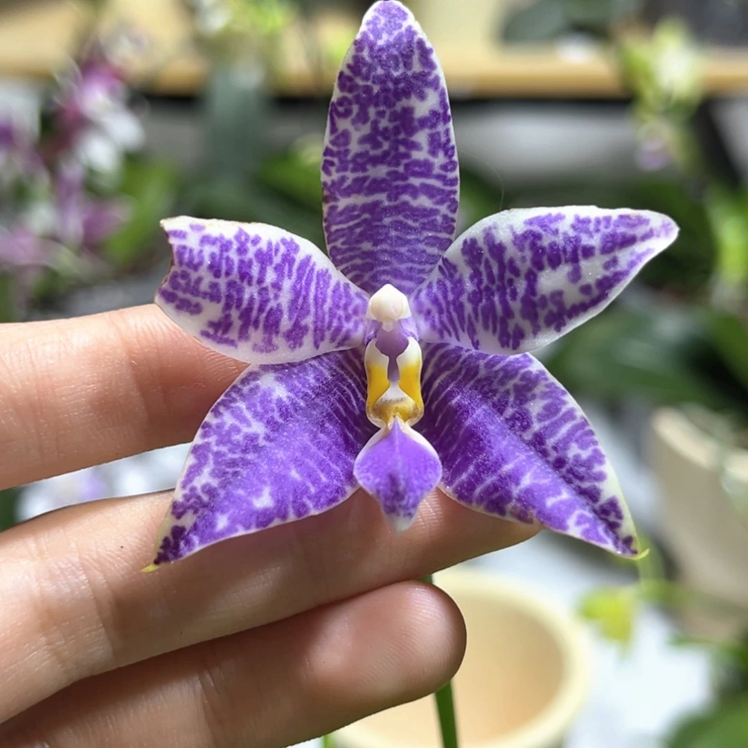 完全开放2.5寸3597开花株