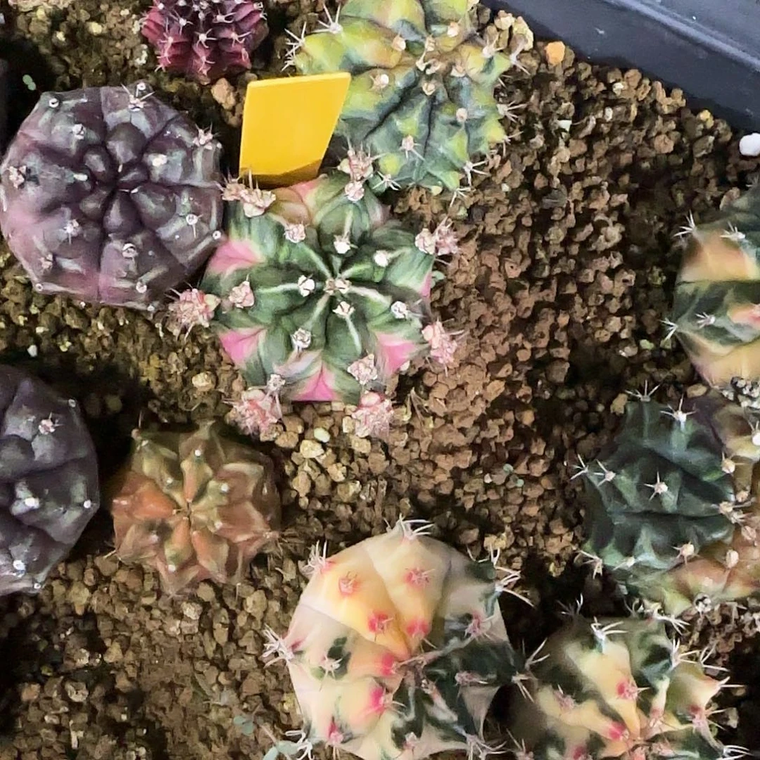 L535-1221泰国发货 泡泡糖