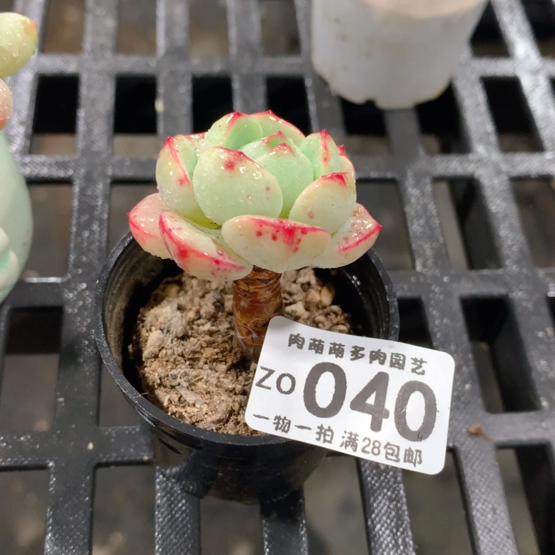 肉萌萌拇指盆精控多肉ZO040