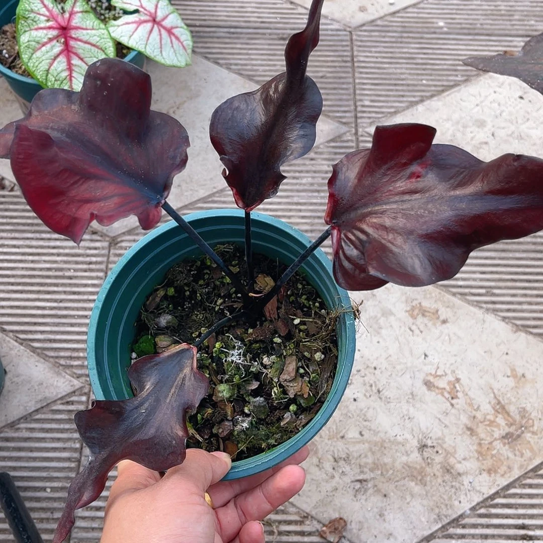 完全开放泰彩一物一拍74