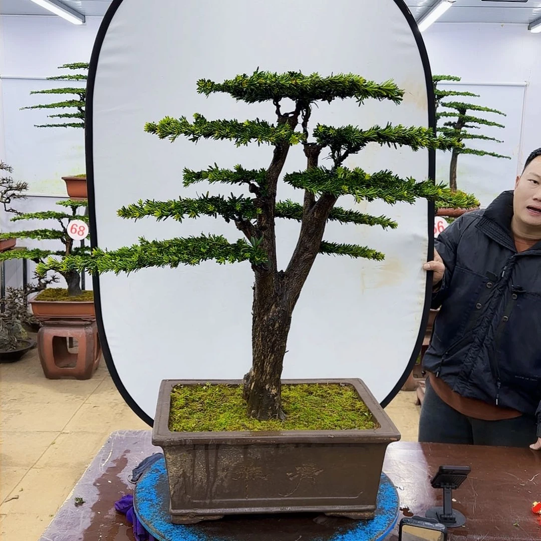 盆景欢迎大家一起来捡漏