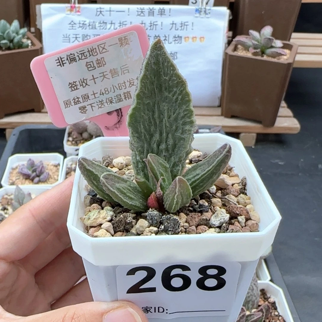 268酒红猪肝多肉