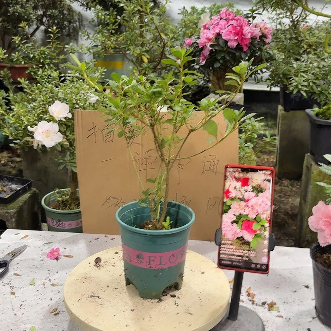 小***姐完全开放玉玲杜鹃花