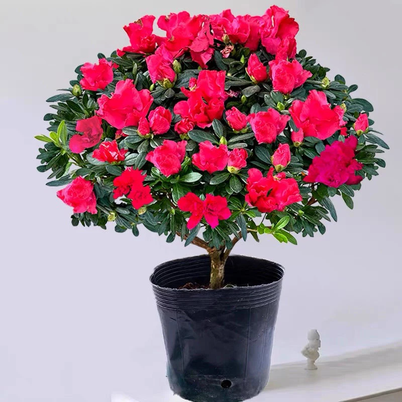 【红色杜鹃花大冠幅40-50cm】带花苞开花绿植