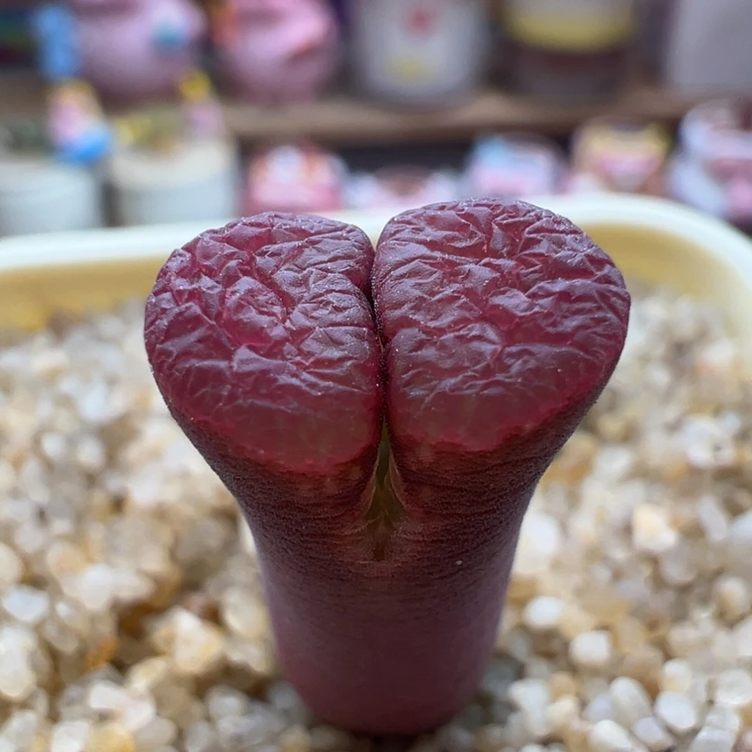 61。新品风铃1791冷香风铃