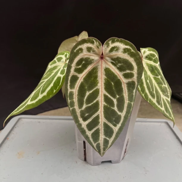 粉柠檬红杂NSE红 花烛热植