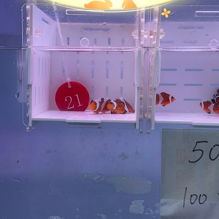海水鱼精品皇冠公子