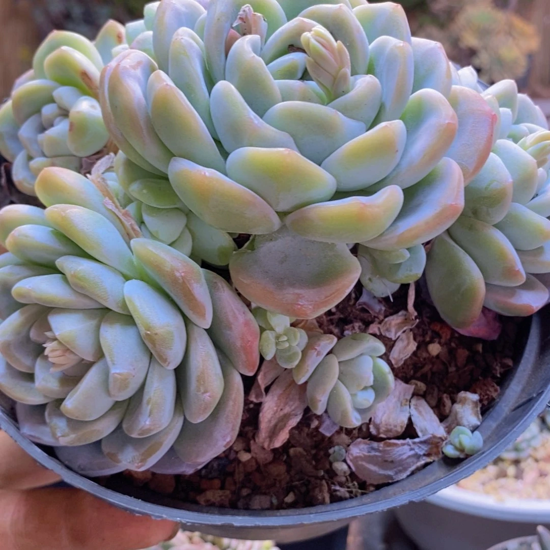 珍*C8号冰玉群生