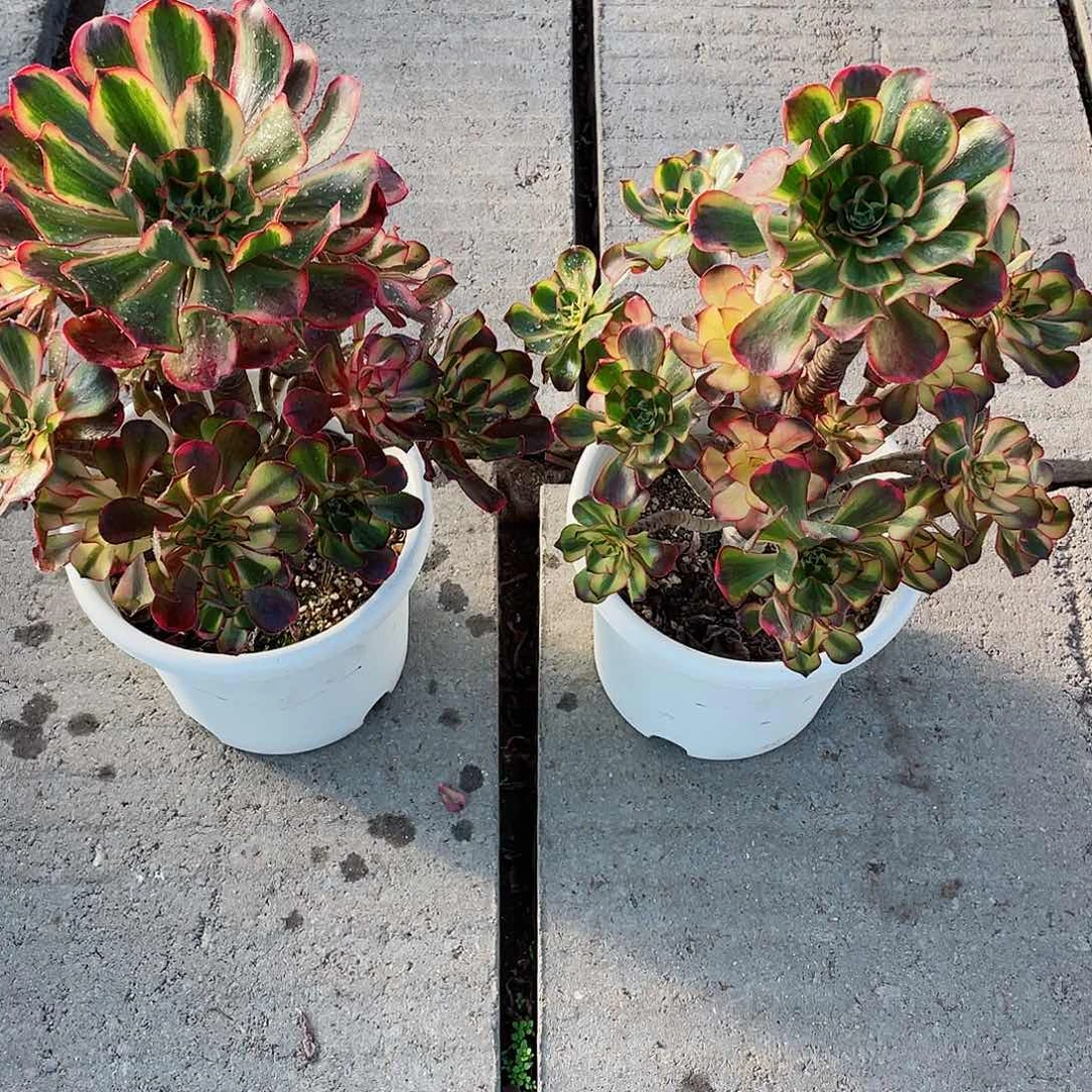 努***福努力才会幸福个好结局家