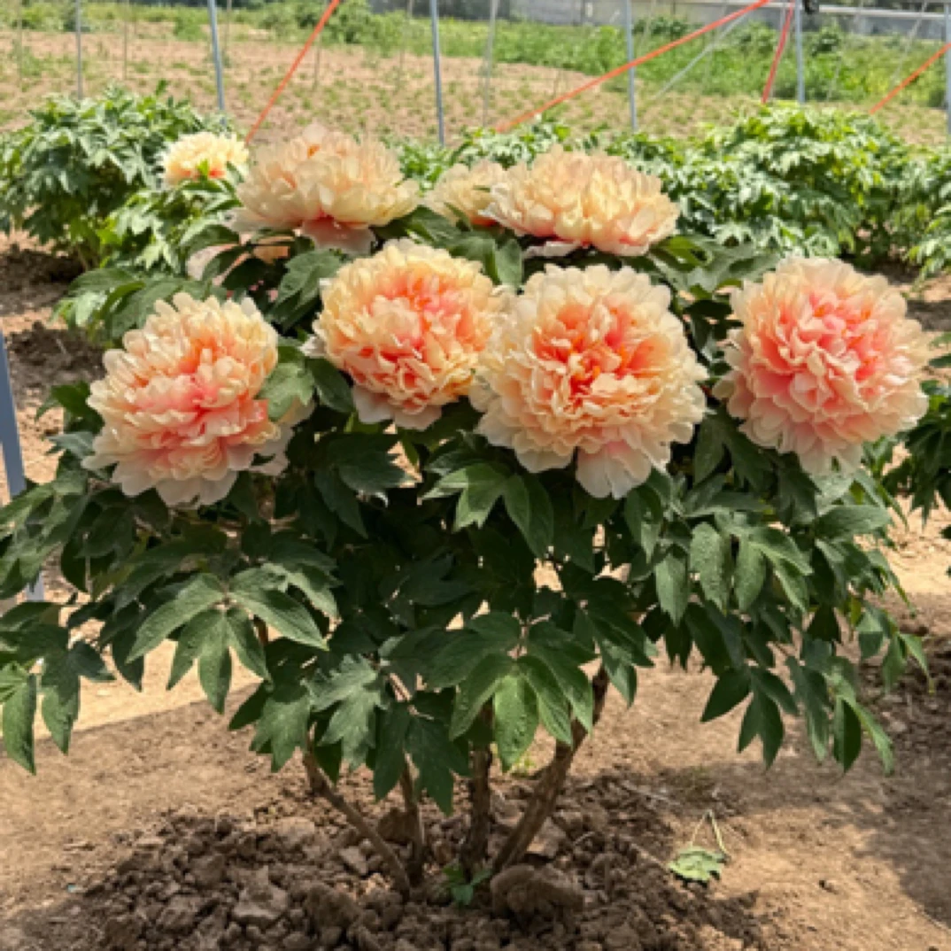 （金凤凰）牡丹花苗 先发肥料 秋天发苗 （货对版）