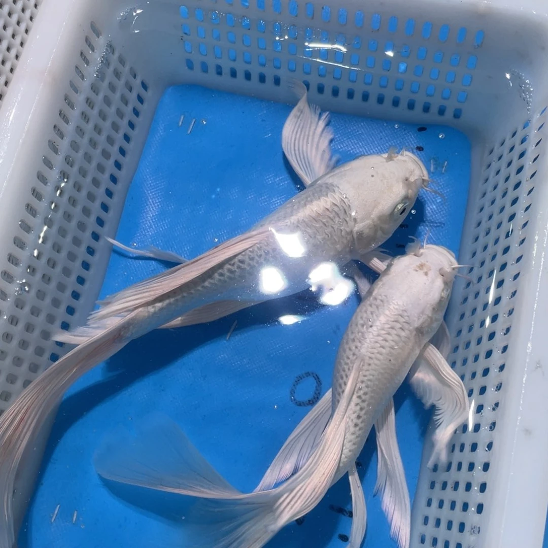 锦鲤锦鲤包邮包售后