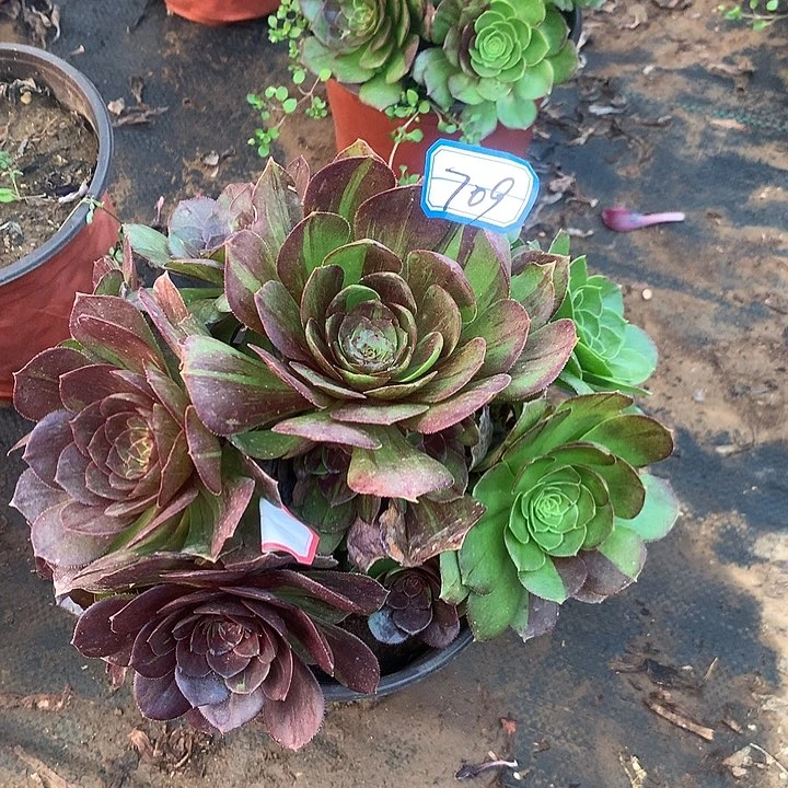 单**爸花月夜多肉植物709