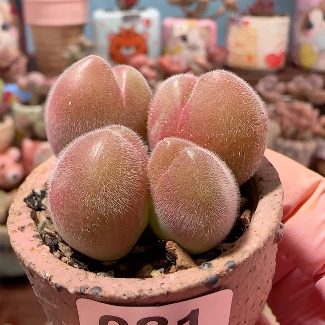 粉红毛翠 盆口3cm