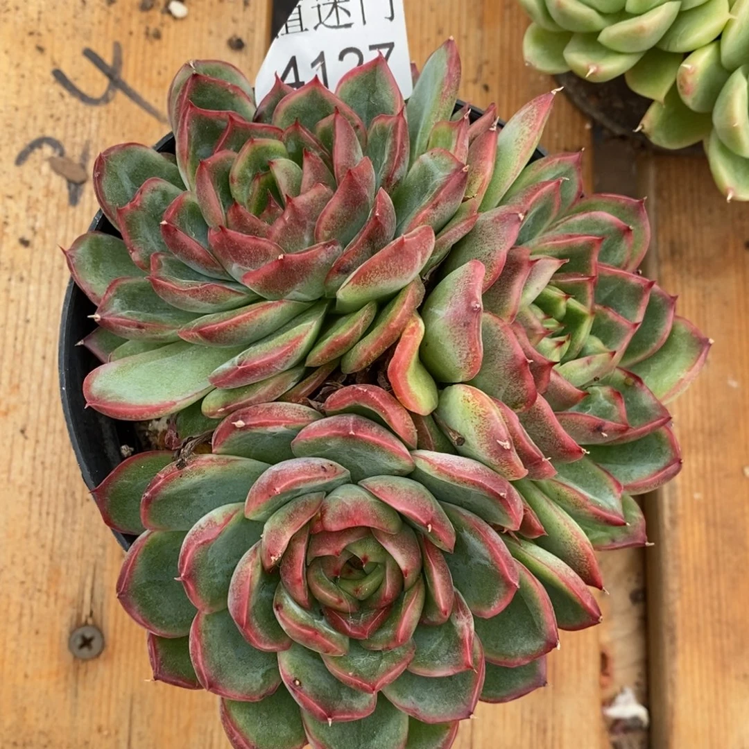 杂交精品多肉4127~12厘米