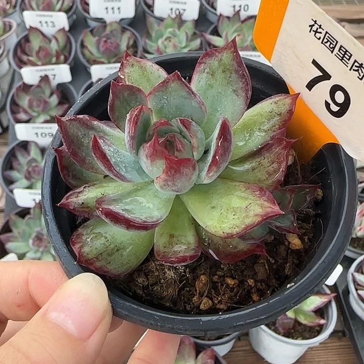 78 惊鸿仙子多肉植物