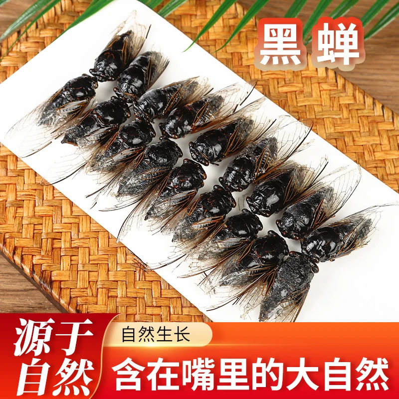 山东黑蝉老蝉老知了小头肉节流黑结留立秋前黑蝉速冻发货