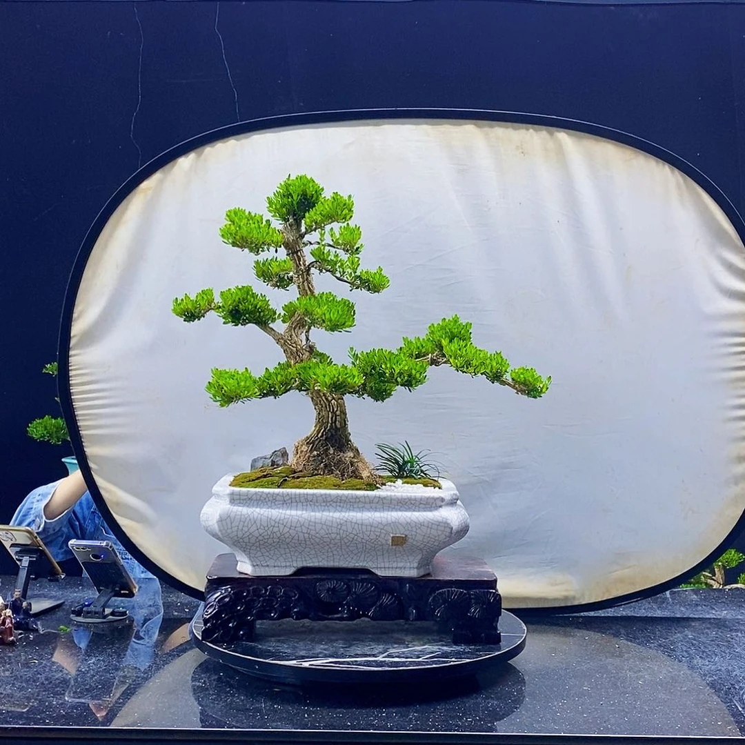 无花朵黄杨盆景造型