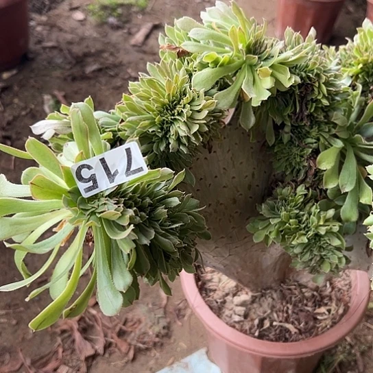 啾***园多肉植物一个原始绿