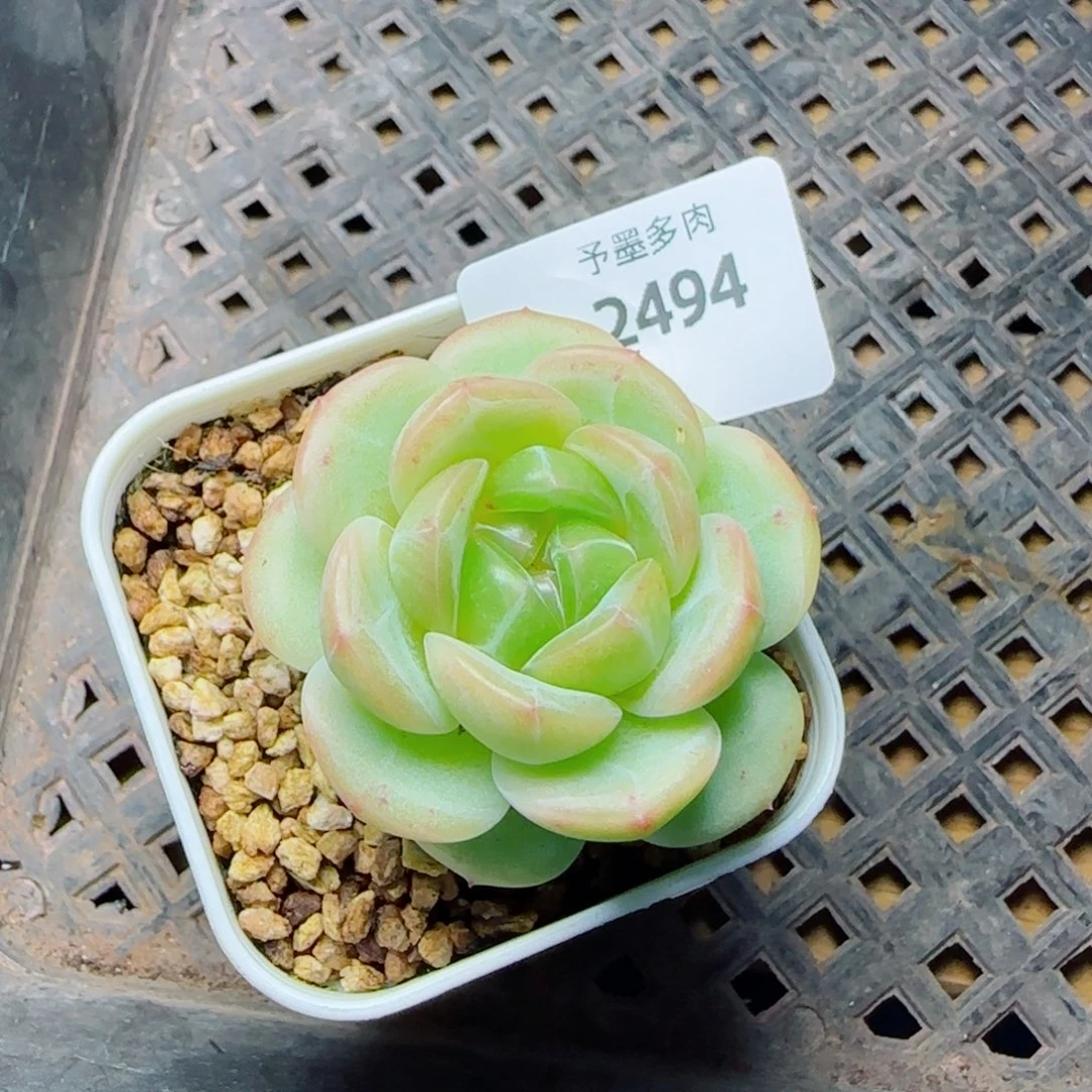 冰淇淋，2494多肉植物