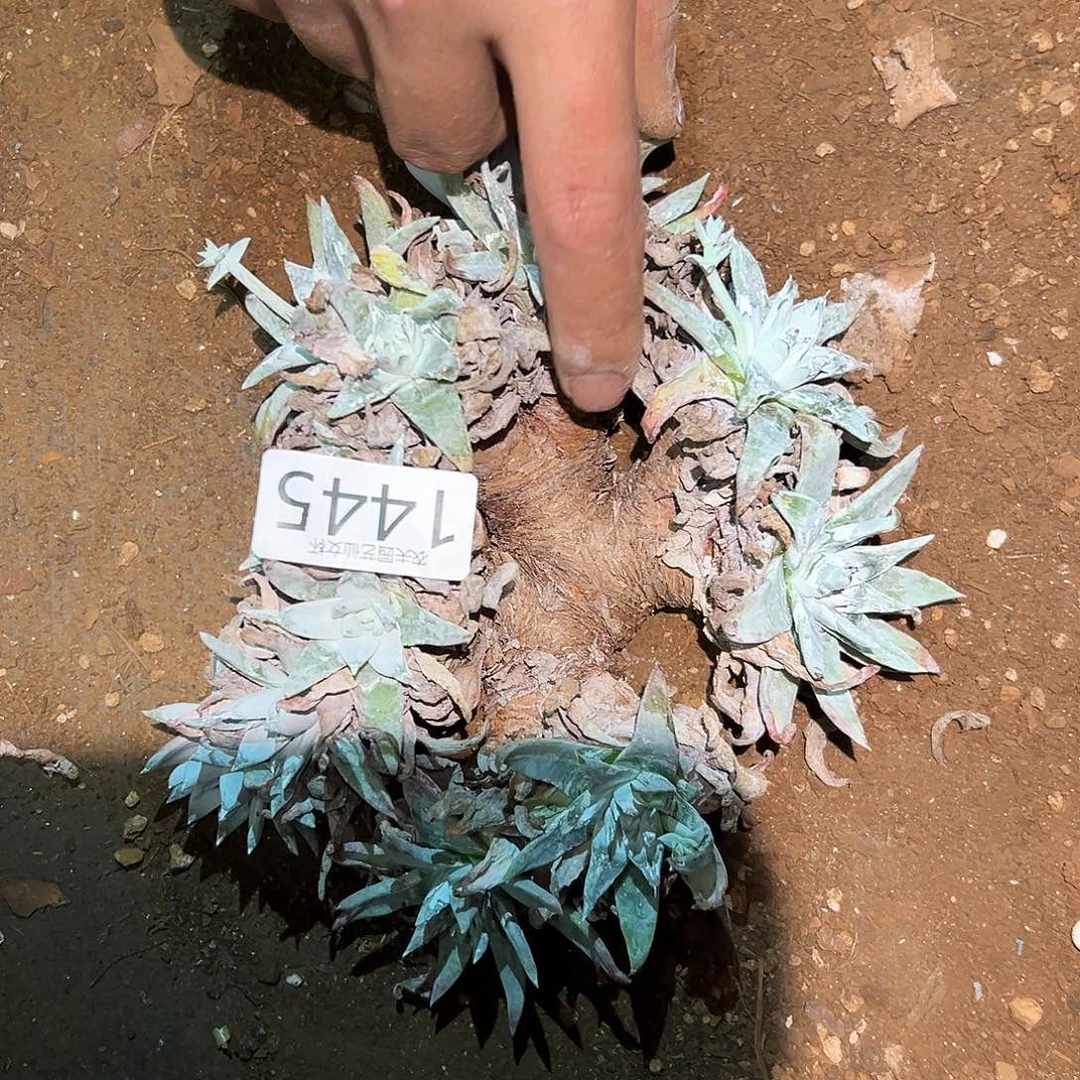 白姆仙女杯多肉处理瑕疵