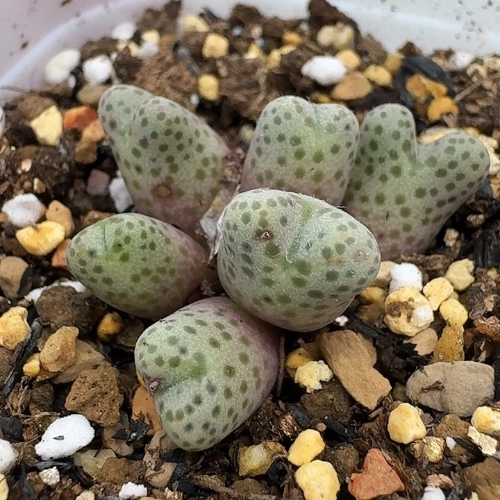 老马生石花95d斑马2141