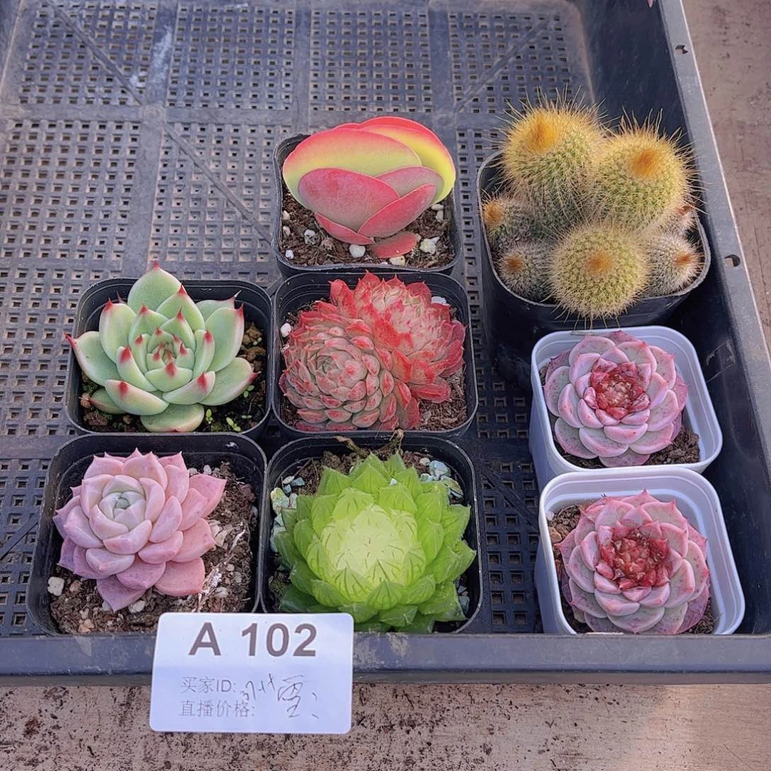 多肉102多肉植物