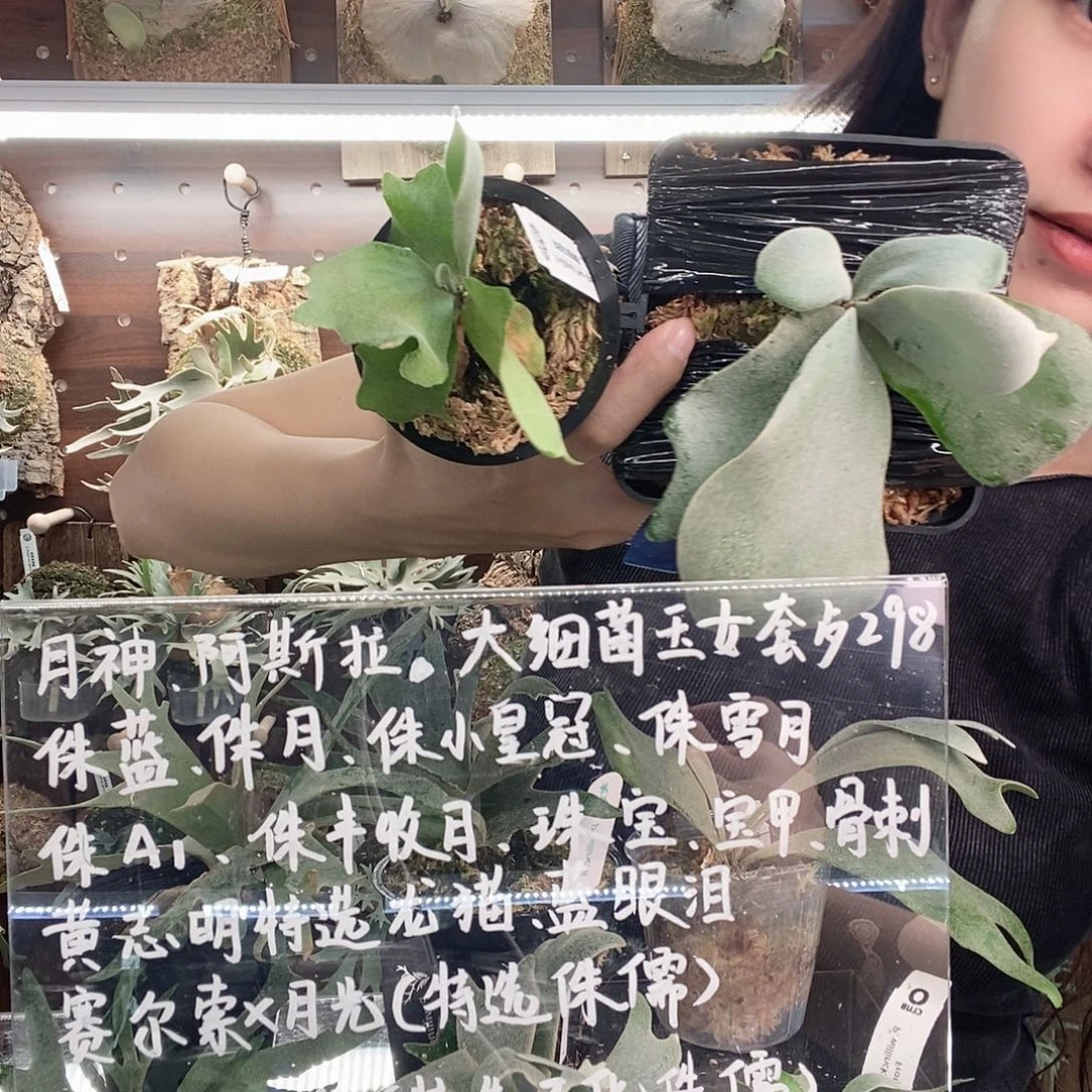 无花朵珍珠皇后白妖爪