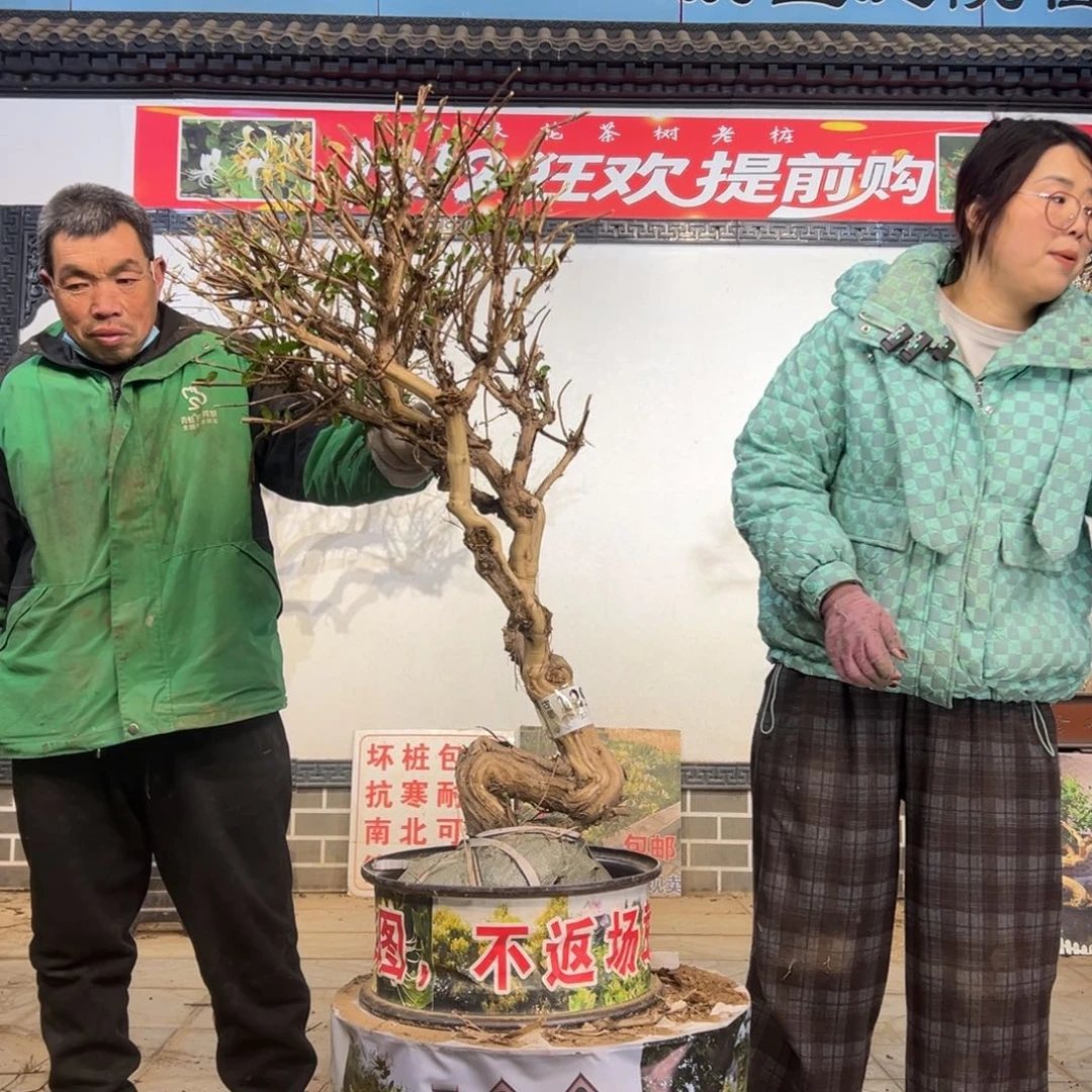 无花朵金银花888888