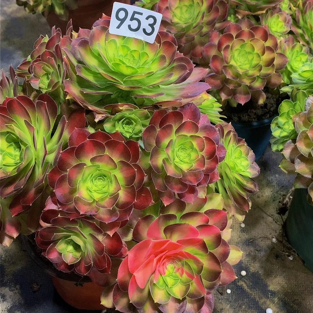 梦**离多肉韶华953.000000