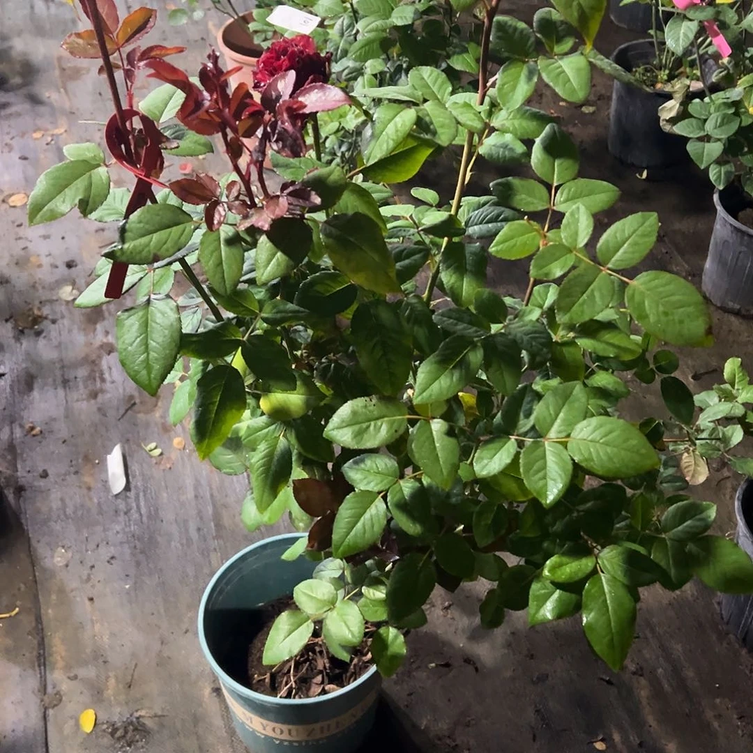 无花朵一物一拍102号