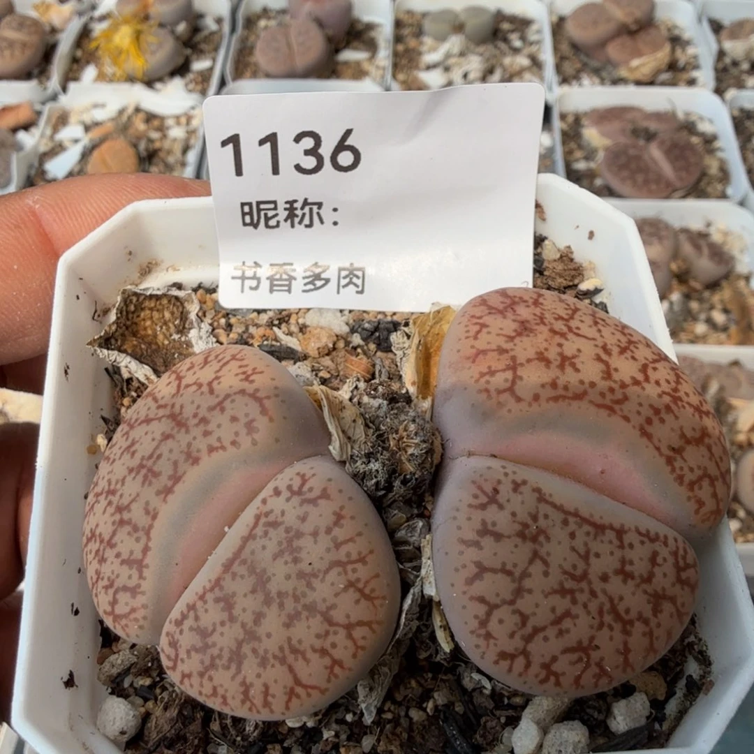 彩**南多肉植物多肉植物多肉植物多肉植物多肉植物多肉植物