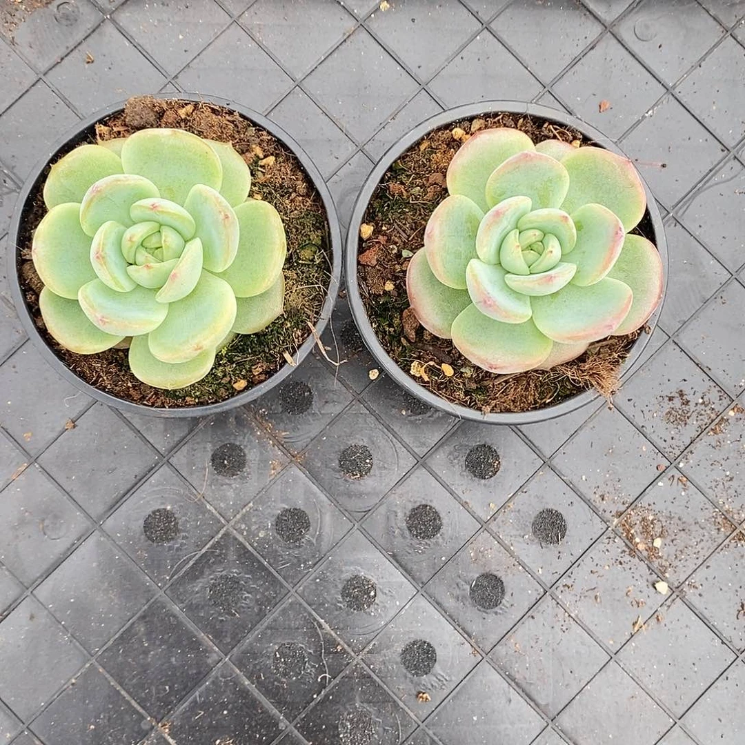 喵***七2颗寄养。